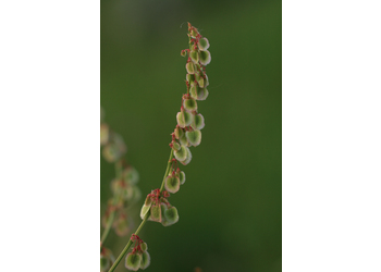 Wiesen-Sauerampfer (Rumex acetosa) - © Emanuel Trummer